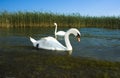 Wild swans near a lakeshore