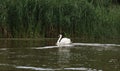 Wild swans nest in the reeds in the Volga delta. Astrakhan region. Russia Royalty Free Stock Photo