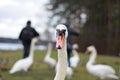 Wild swans pose for people