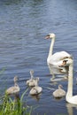 Wild swans swim in a pond with ducklings