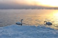 Wild swans swimming in a winter lake on sunset Royalty Free Stock Photo