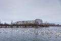 Wild swans winter on the warm Svetloye lake near the village of Urozhaynoe, Altai, Russia