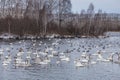 Wild swans winter on the warm Svetloye lake near the village of Urozhaynoe, Altai, Russia