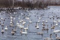 Wild swans winter on the warm Svetloye lake near the village of Urozhaynoe, Altai, Russia