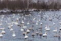 Wild swans winter on the warm Svetloye lake near the village of Urozhaynoe, Altai, Russia