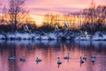 Wild swans wintering on lake Svetloye in the Altai territory at sunset