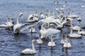 Wild swans wintering on lake Svetloye, waving their wings. Altai territory.