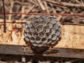 Wild swarm wasp hive cells full of life.
