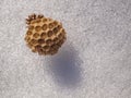 Wild swarm wasp hive cells full of life.