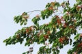 Wild sweet cherry (prunus avium) branch