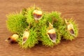 Wild Sweet Chestnuts