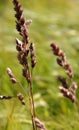 Close up of wild grass on the edge of the field