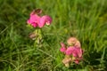 Wild sweet pea flowers in a field