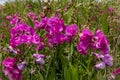 Wild sweet peas growing on sand dunes at a surf beach in Gisborne, New Zealand