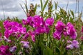 Wild sweet peas growing on sand dunes at a surf beach in Gisborne, New Zealand