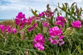 Wild sweet peas growing on sand dunes at a surf beach in Gisborne, New Zealand