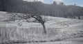 Wild swept tree in an unploughed field