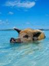 Wild, swiming pig on Big Majors Cay in The Bahamas