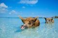 Wild, swiming pig on Big Majors Cay in The Bahamas