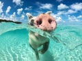 Wild, swiming pig on Big Majors Cay in The Bahamas