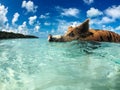 Wild, swiming pig on Big Majors Cay in The Bahamas