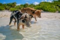 Wild, swimming piglets on Big Majors Cay in The Bahamas