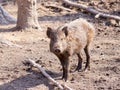 Wild swine playing in the wood Royalty Free Stock Photo