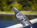 Wild synanthropic rock dove or pigeon. sits on metal fence