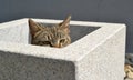 Wild tabby cat hiding in flower pot