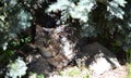 Wild tabby cat hide under the trees