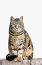 A wild tabby cat posing sitting, isolated over white