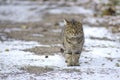 Wild tabby cat on the snow