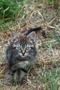 Wild tabby kitten / kitty.
