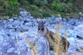 Wild Tahr Royalty Free Stock Photo