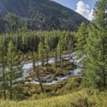 Wild taiga river. Forested shores, summer greens.