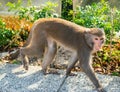 Wild Taiwanese Formosan rock macaque monkey walking