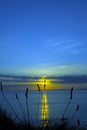 Wild tall grass dusk sunset Royalty Free Stock Photo