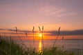 Wild tall grass sunset Royalty Free Stock Photo