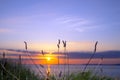 Wild tall grass sunset on the wild atlantic way Royalty Free Stock Photo