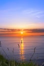 Wild tall grass on the wild atlantic way sunset Royalty Free Stock Photo