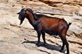 Wild tamed goat is looking and walking on the hill