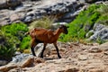 Wild tamed goat is looking and walking on the hill