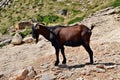 Wild tamed goat is looking and walking on the hill