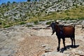 Wild tamed goat is looking and walking on the hill