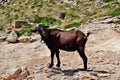 Wild tamed goat is looking and walking on the hill