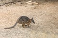 Wild Tammar Wallaby, Macropus eugenii Royalty Free Stock Photo