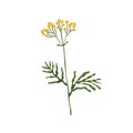 Wild tansy flower. Golden buttons plant. Botanical drawing of cow bitter wildflower. Blooming floral herb with stem