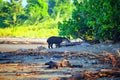 Wild Tapir