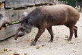 wild tapir animal Royalty Free Stock Photo