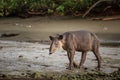 Wild Tapir
